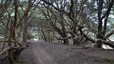 Yew tress at Kingley Vale, West Sussex