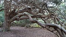 Ancient yew tree at Kingley Vale