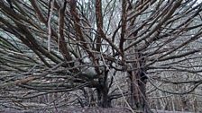 Yew trees at Kingley Vale, West Sussex