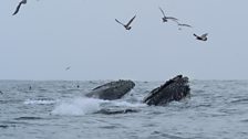 Lunge-Feeding - Two humpback whales lunge feed at the surface