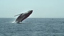 Breaching in Slow Motion - Tom films his first humpback whale breach in super slow motion (1000fps)