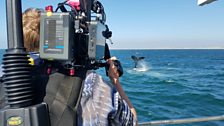 Looking for the Prime Suspect - Tom films a humpback tail-slapping