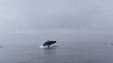 Tom’s Near-Death Moment - The moment a humpback whale breached onto Tom and Charlotte