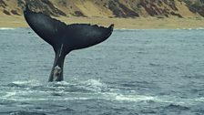 A Whale-Mugshot - Each whale’s tail fluke pattern and shape are unique