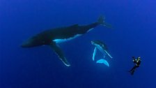 A Special Bond - Cinematographer Howard Hall films a mother humpback and her calf in Moorea