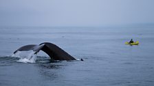 Paddling among Giants - A humpback whale dives while a kayaker looks on in Monterey Bay, California