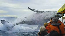 No Binoculars Needed - A humpback whale breaches very close to whale-watchers