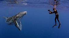 A Youngster’s Curiosity - A curious young humpback approaches cinematographer Howard Hall