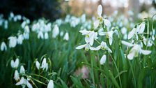 Snowdrops