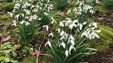 Snowdrops