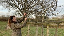 Preserving the trees