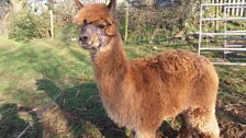 Alpaca Trekking in Pembrokeshire