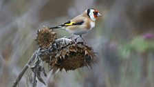 “When on the fifth day I saw goldfinches, I wanted to cry.”