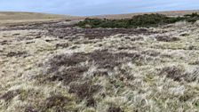 Using traditional methods of heather management