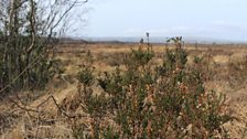 Ballynahone Bog