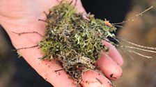 Sphagnum Moss damaged by ammonia