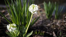 Visit to Holly House Garden, Crumlin