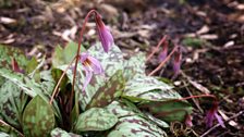 Erythronium.