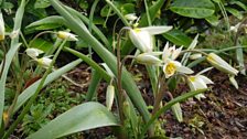 Tulipa turkestanica