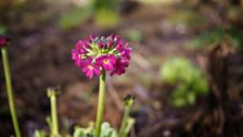 Pink Primula