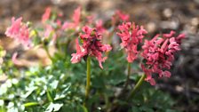 Pink Corydalis