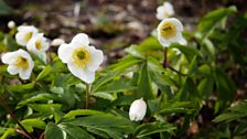 Anemone Nemorosa