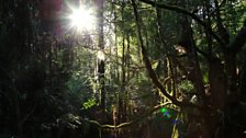 The radiant rainforest