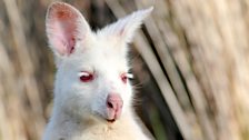 Albino Wallaby