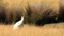 The white Wallaby