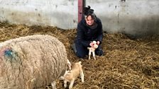 Behind the scenes at the Glastry lambing shed