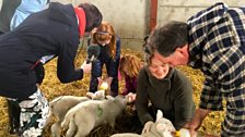 Behind the scenes at the Glastry lambing shed