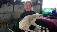 Behind the scenes at the Glastry lambing shed