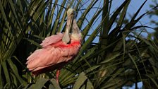 Roseate Spoonbill