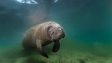 Sea Cow