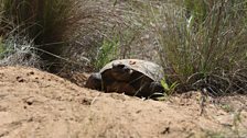 Gopher Tortoise