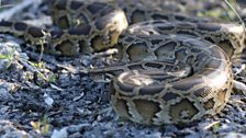 A Burmese Python