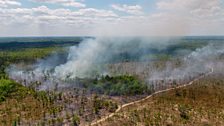 Apalachicola National Forest