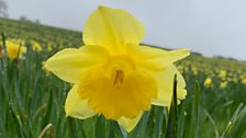 The emblem of Wales and a sign of spring