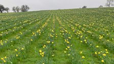 Rows and rows of Daffodils