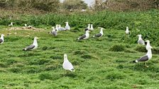 As with many sea gulls