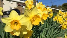 “This is a thick, luxurious carpet of daffodils filling the entire bank.”