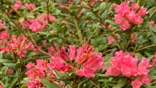 Rhododendrons in May