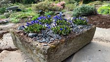 Alpine Trough