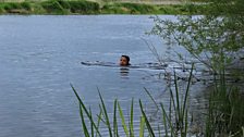 Swimming the Avon