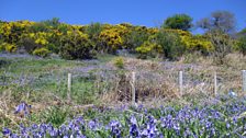 Blodau a'u Lliwiau -Eithin a Chlychau'r Gog - Tudur Aled.