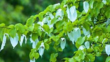 Coeden hances boced neu'r Davidia Involucrata ym Metws y Coed - Gerallt Pennant.