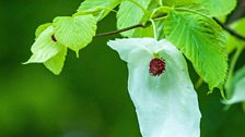 Coeden hances boced neu'r Davidia Involucrata ym Metws y Coed - Gerallt Pennant.