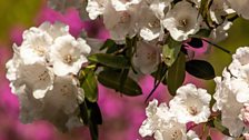 Rhodedendron Polar Bear ym Mhortmeirion - Gerallt Pennant.