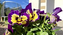 Add some summer colour with bedding plants