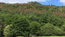 Coed o liw brown wrth Rheadr Ewynnol Betws y Coed - Bryn Tomos Bangor.